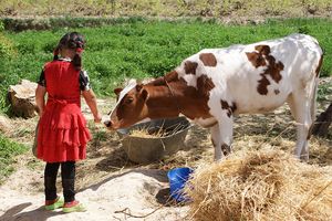Девочка и корова