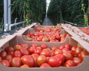 Урожай томатов в теплице
