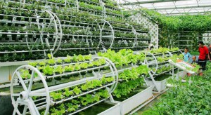 Новая технология выраживания овощей